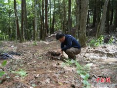 从“一株药”转向“一条链” 贵州德江天麻助农增收致富
